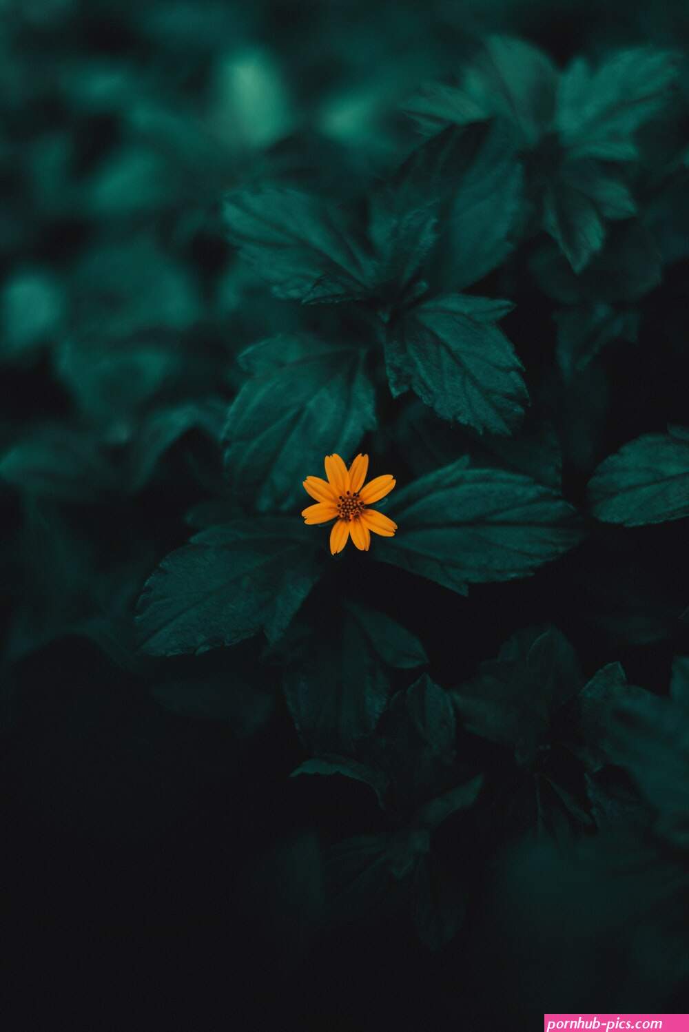 litlle flowers