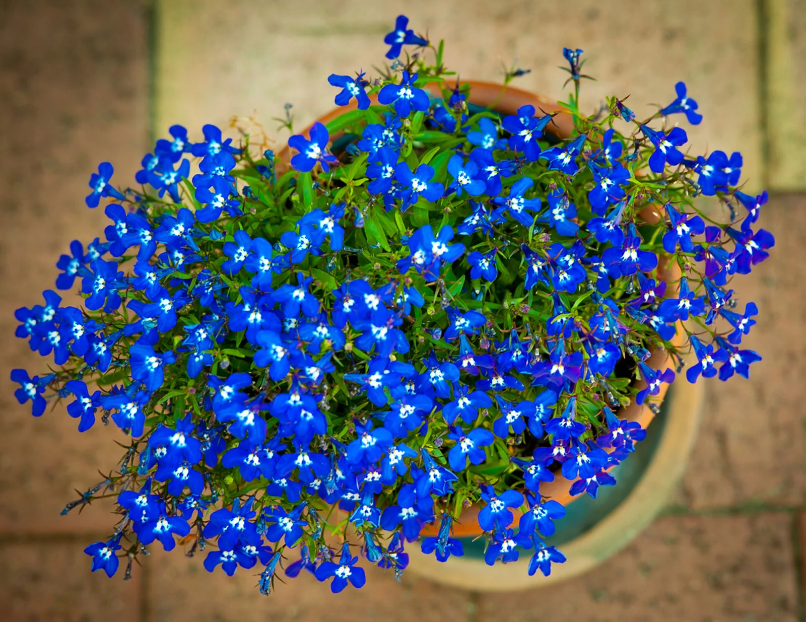 litlle flowers