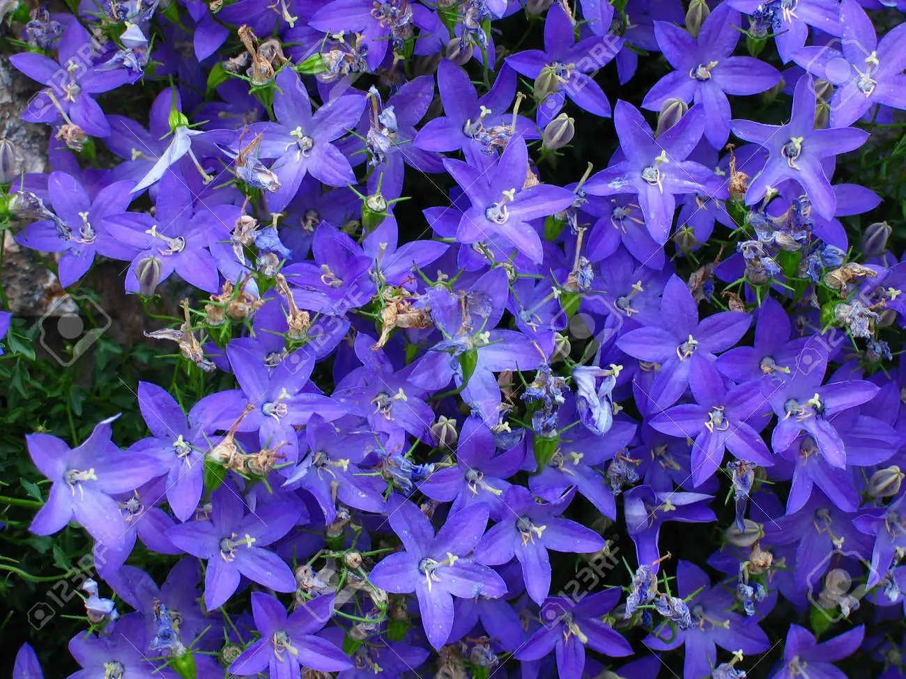litlle flowers