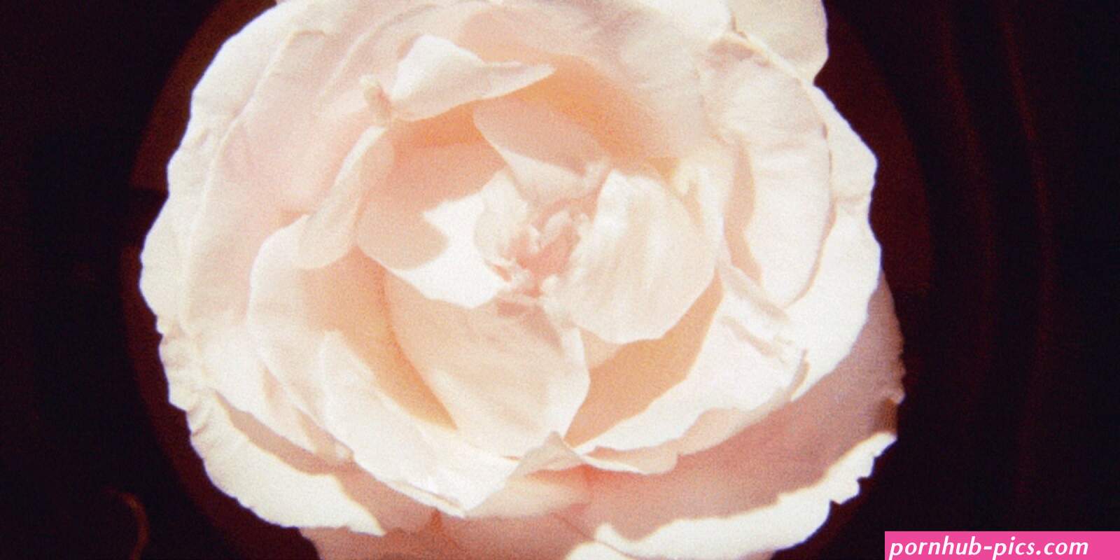 inwardly beautyy vagina