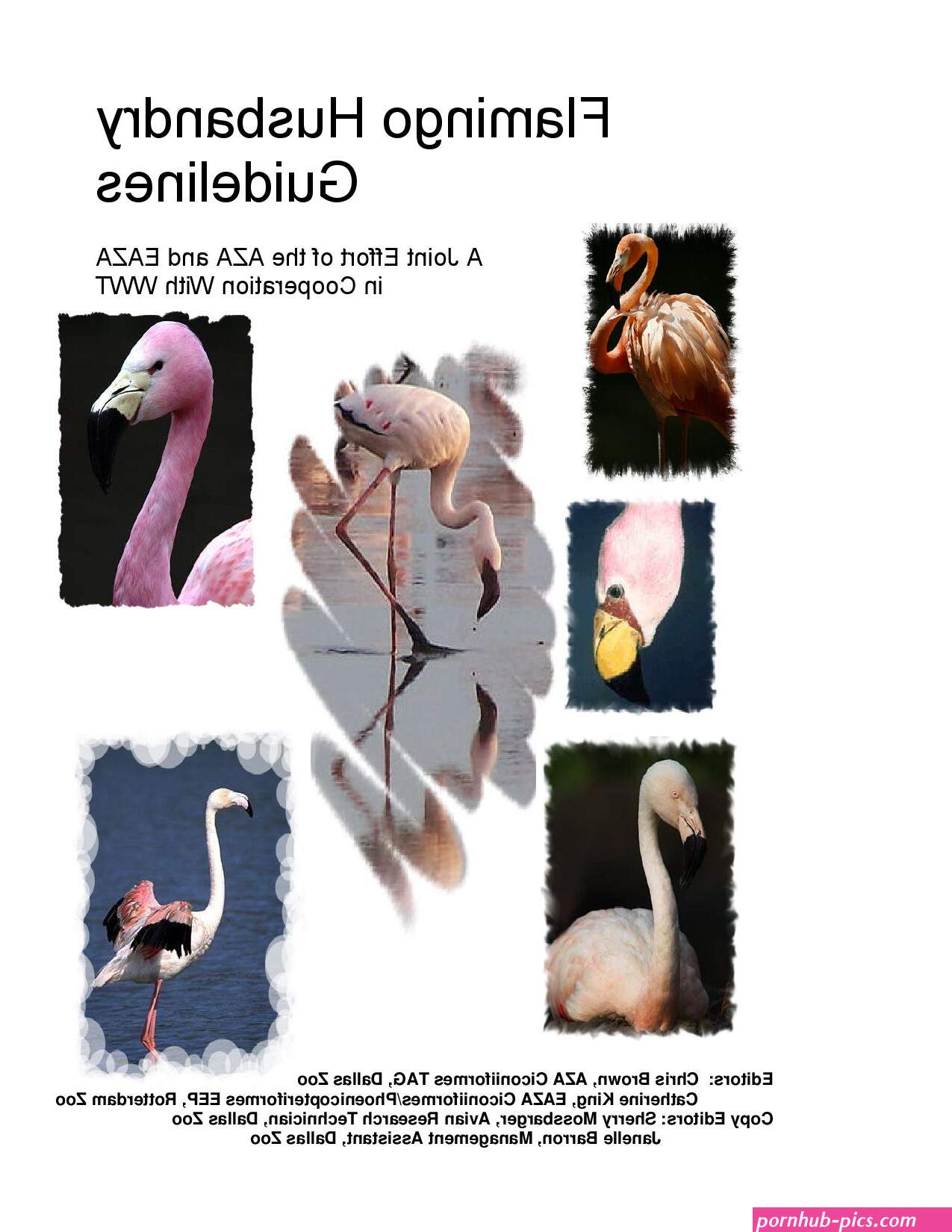 tits flamingo.burger.co.uk