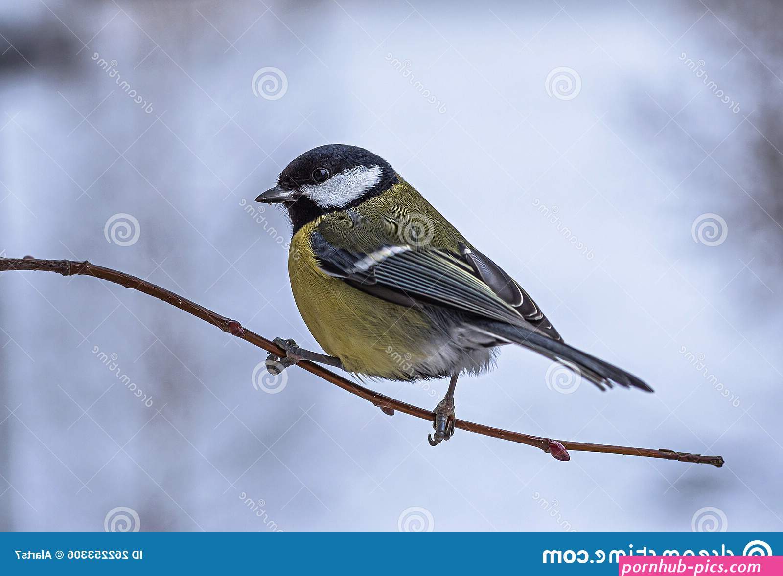 huge tits shinny girls couldy.com photo