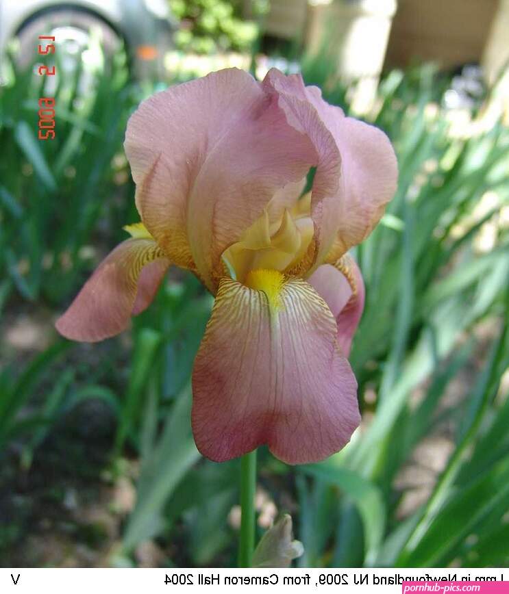 iris eros