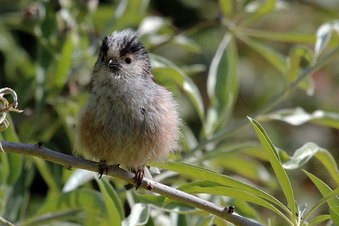 cute little tits