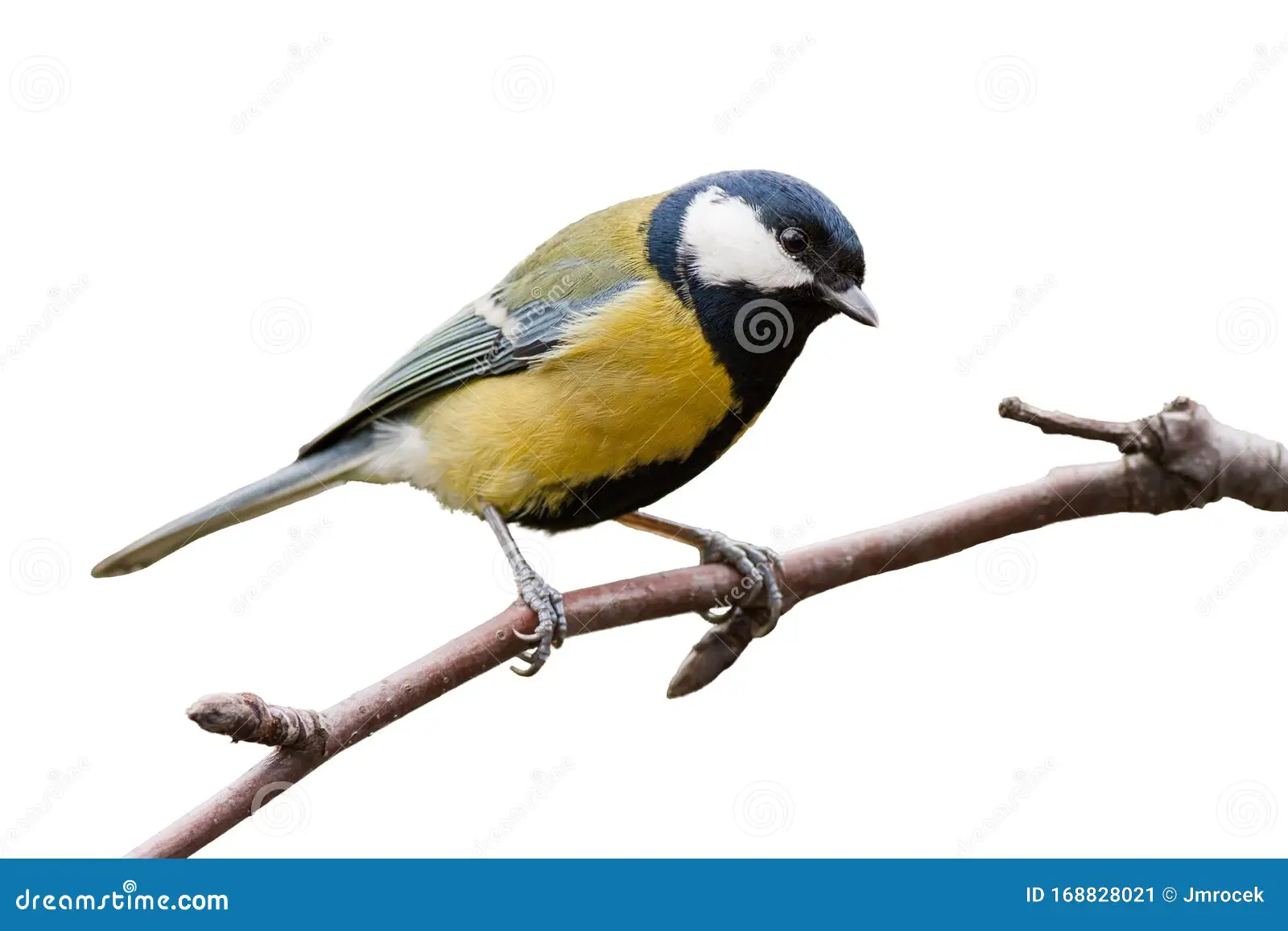 cute little tits