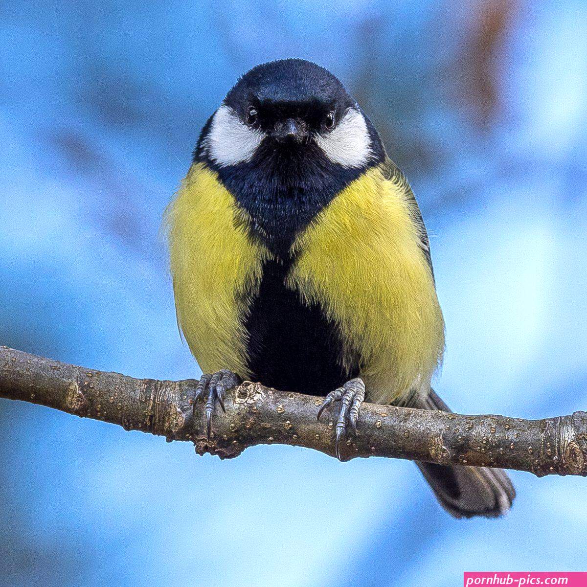cute little tits