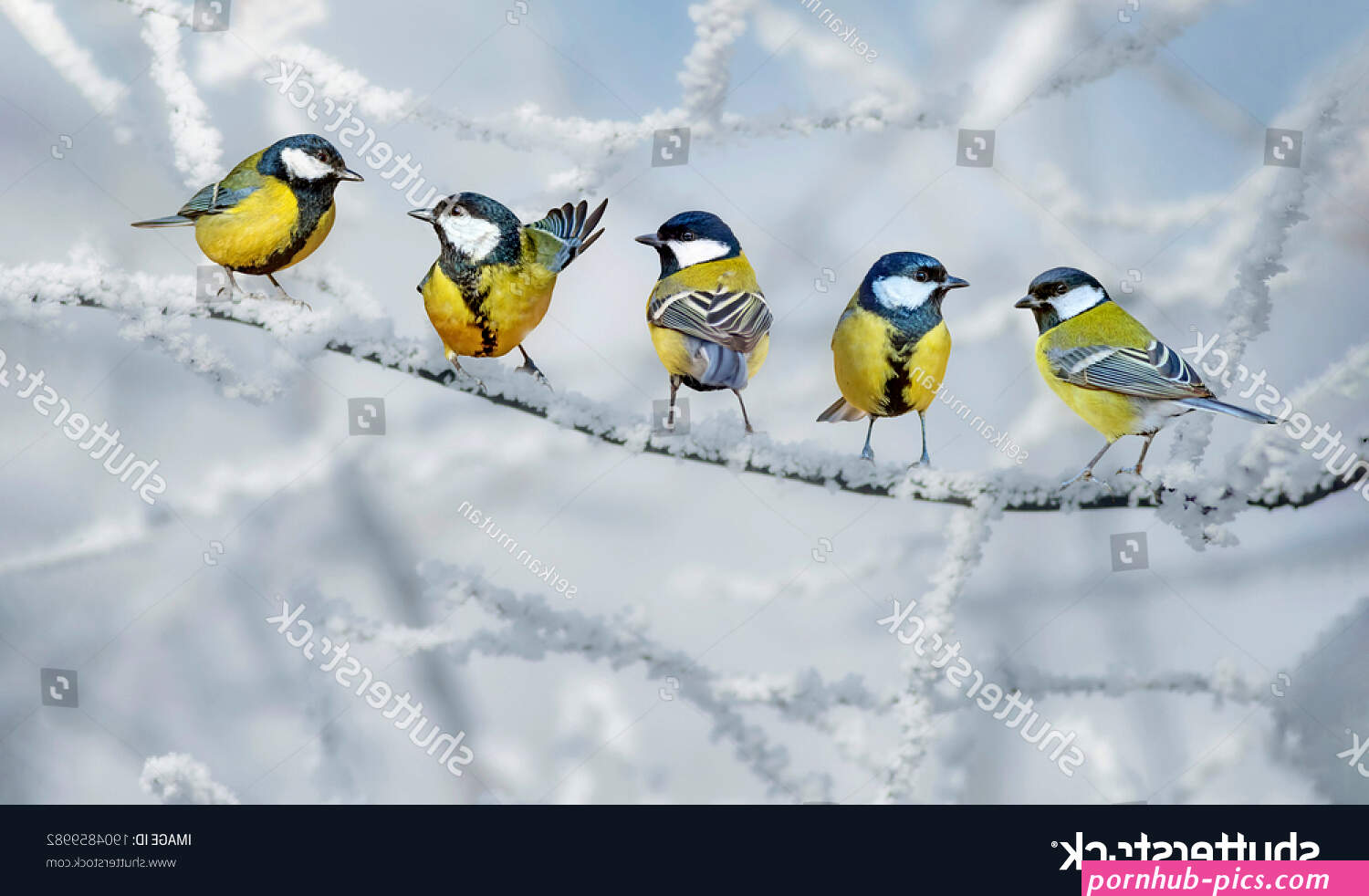 cute little tits