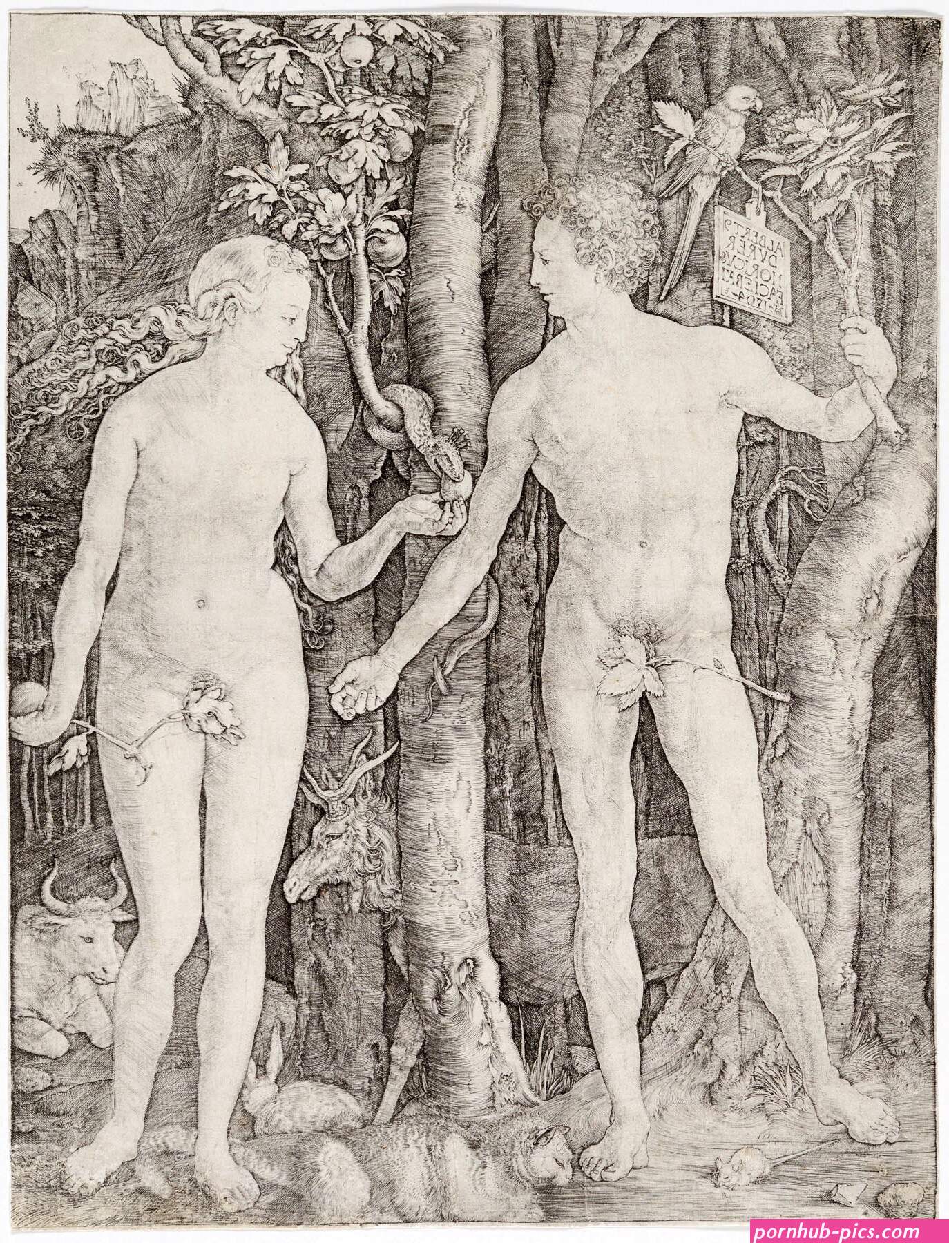 adamandevea