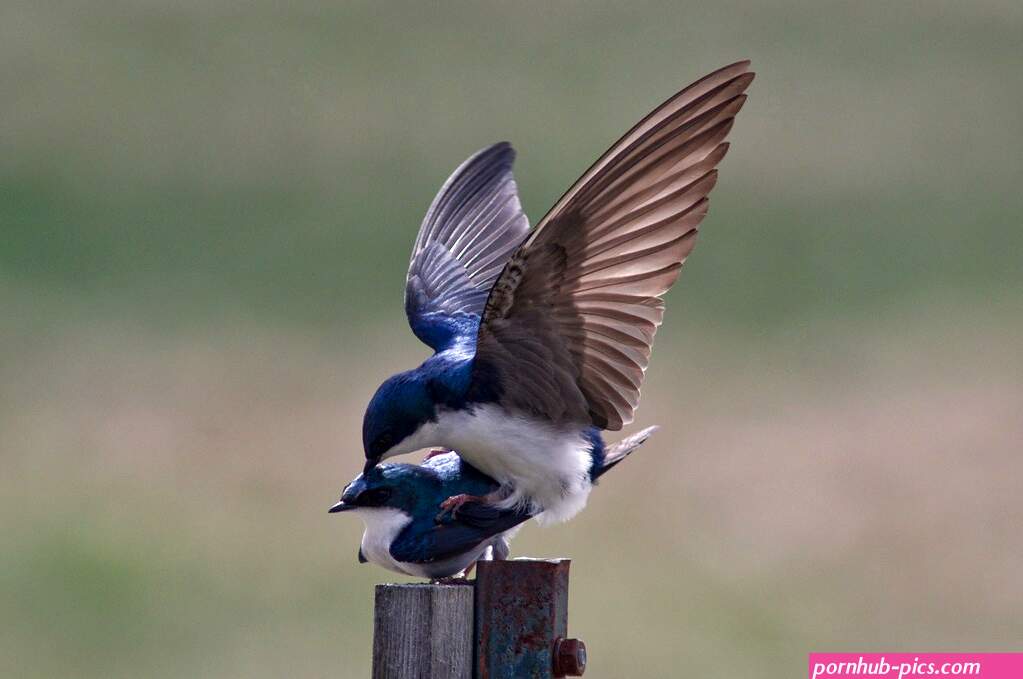 bird porn
