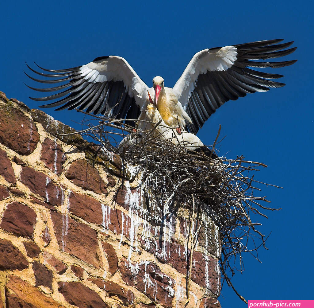 bird porn