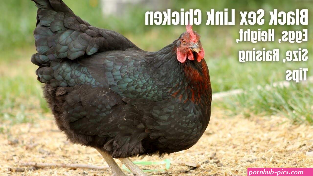 black sex link