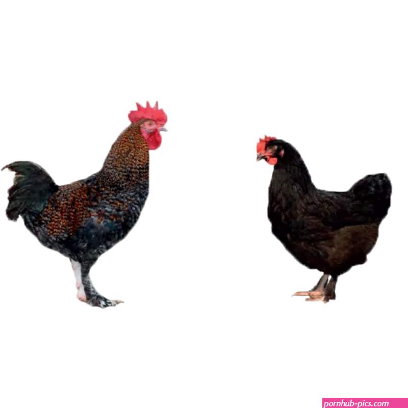 mystic maran chicken