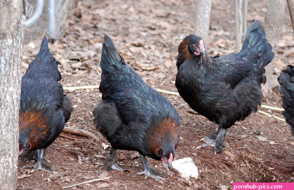 mystic maran chicken