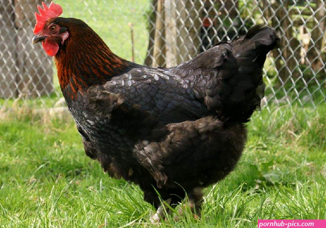 mystic maran chicken