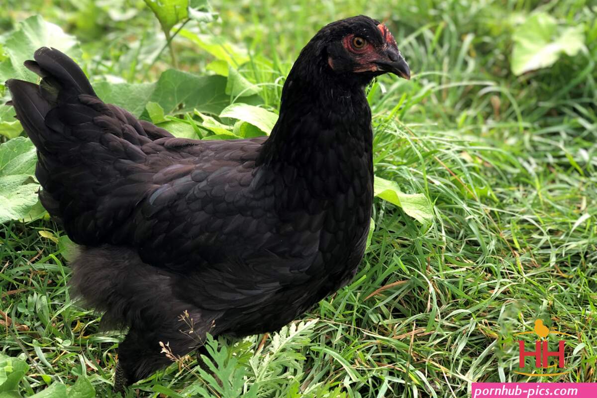 mystic maran chicken