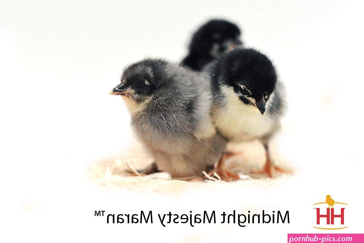 mystic maran chicken