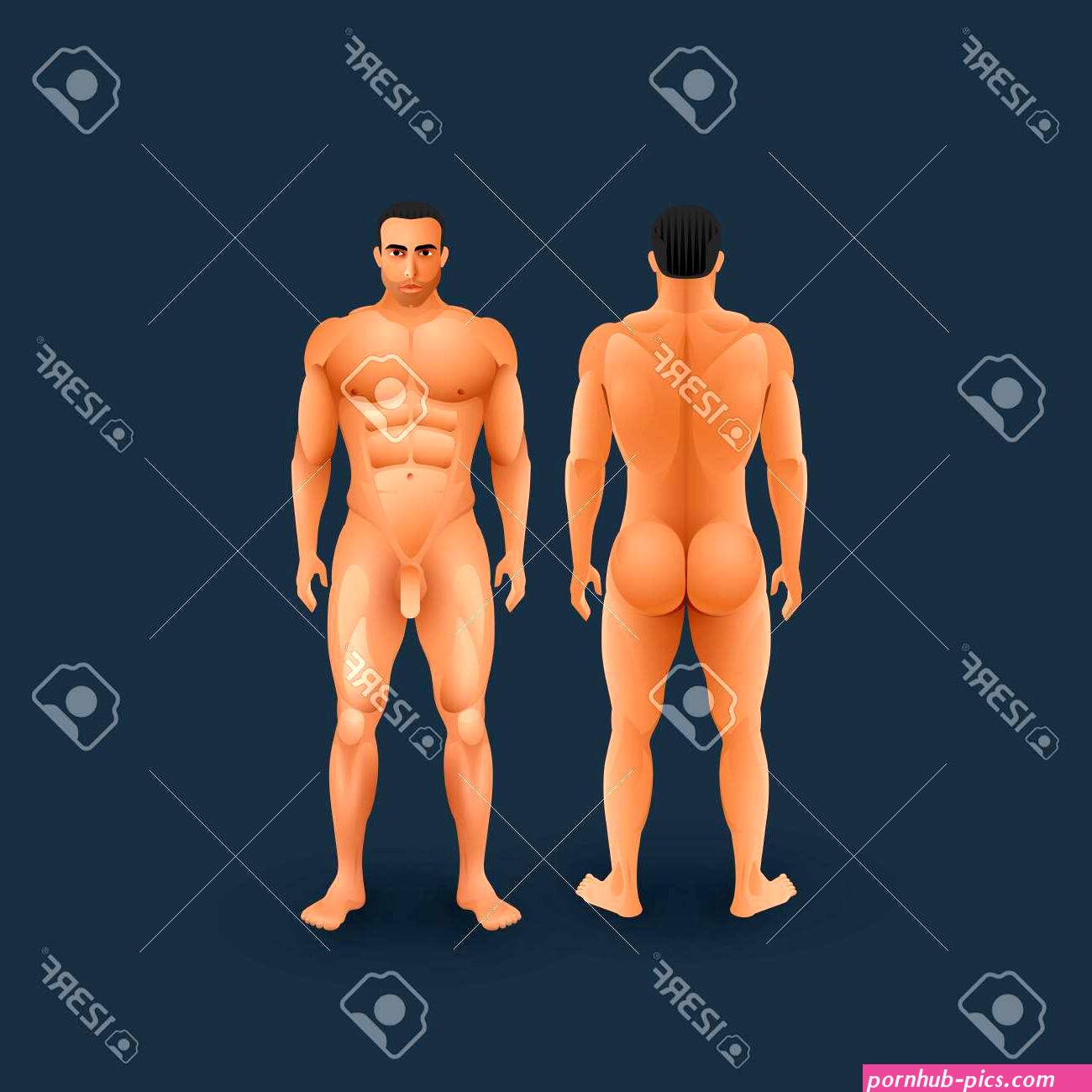 Vector Illustration Of Naked Men Body (front And Back View) In Flat Style. Medical Concept Royalty Free SVG, Cliparts, Vectors, And Stock Illustration. Image 52043286.