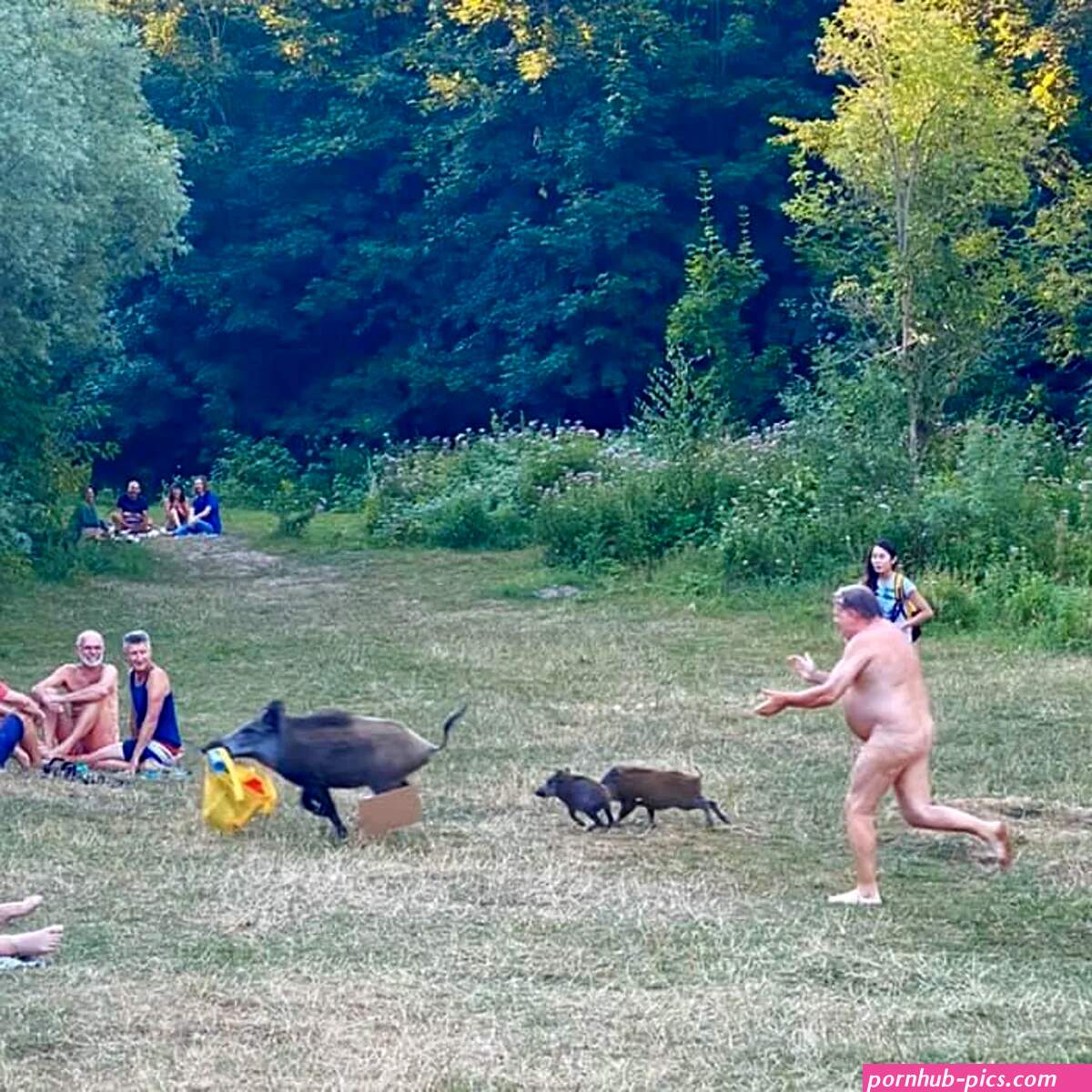 Naked man chases wild boar through public park after swine steals his laptop