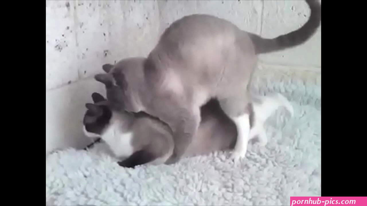 The cat porn