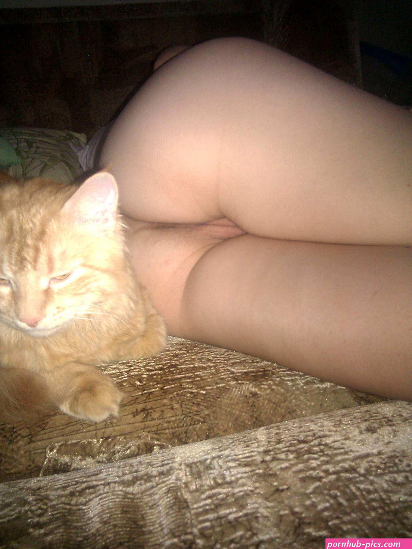 Pussy cat Porn Pic