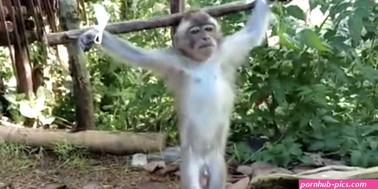 Sadistic Monkey Porn