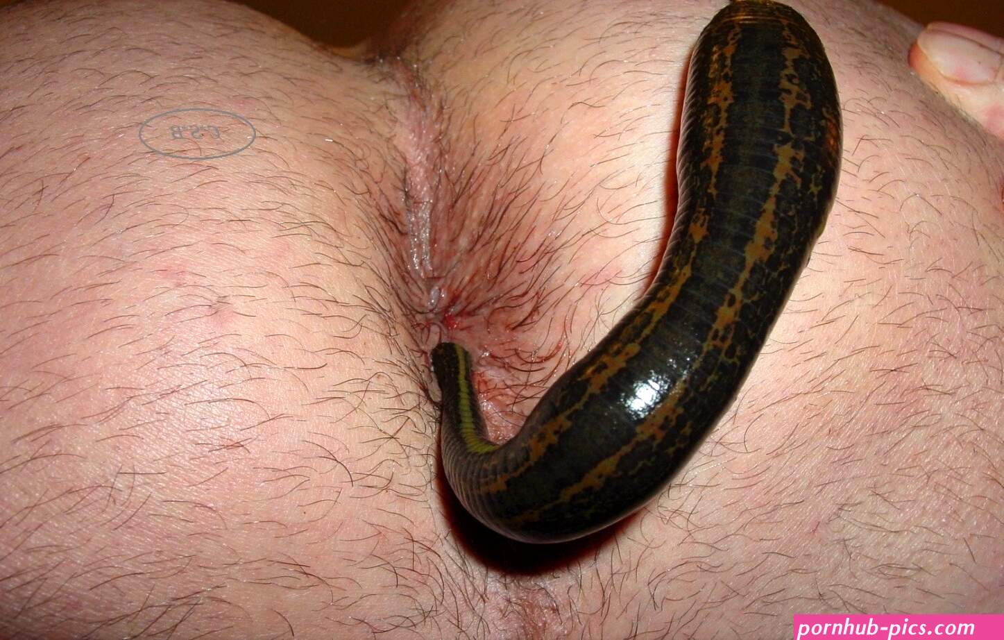 Leech Sucking Asshole by Bedrik