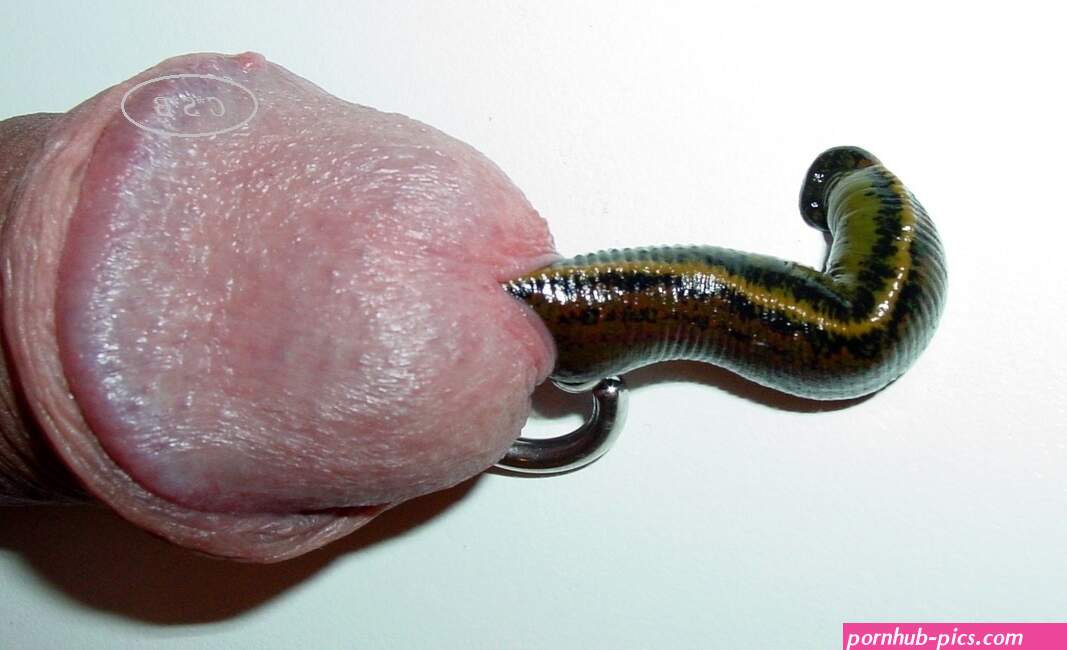 Leech sucking Urethra