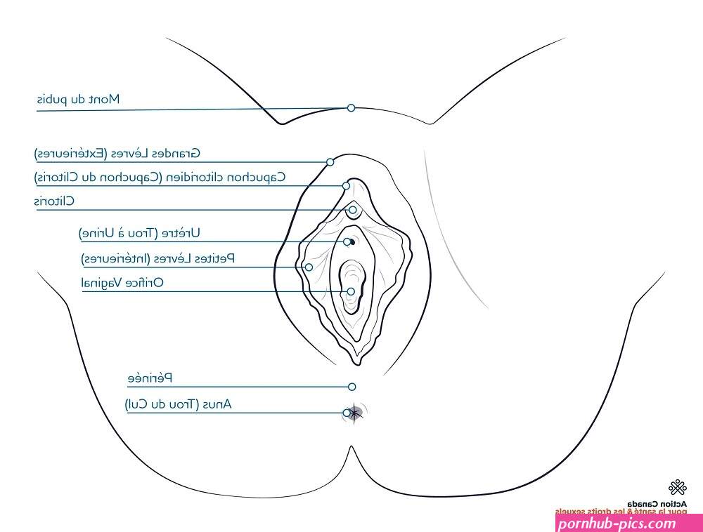 Vagina et vulve