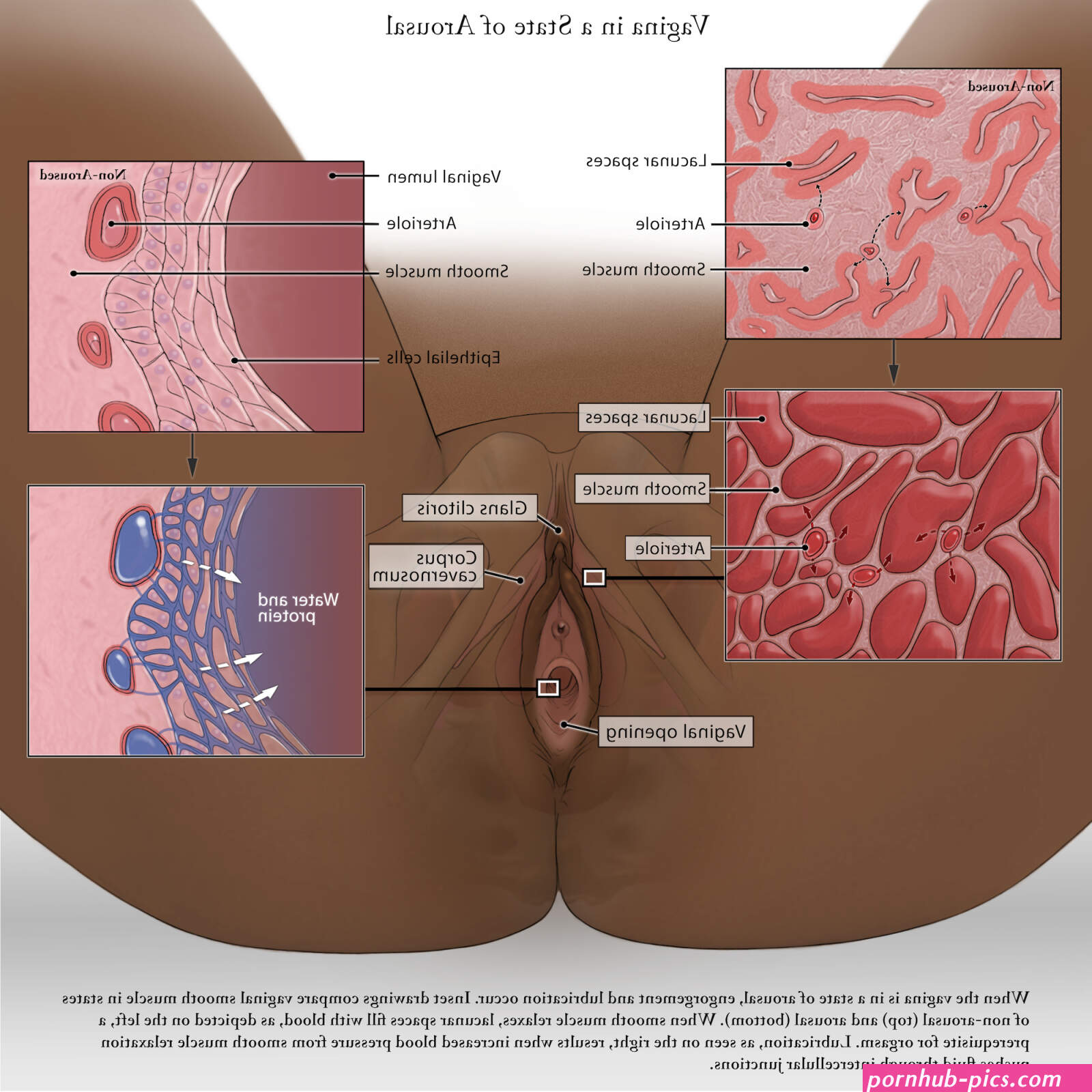 Sexual Wellness Company Vella Bioscience Introduces An Anatomically Correct NFT