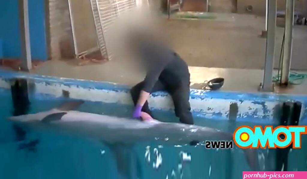 Should Interplay Between Man Dolphin Be Against the Law?