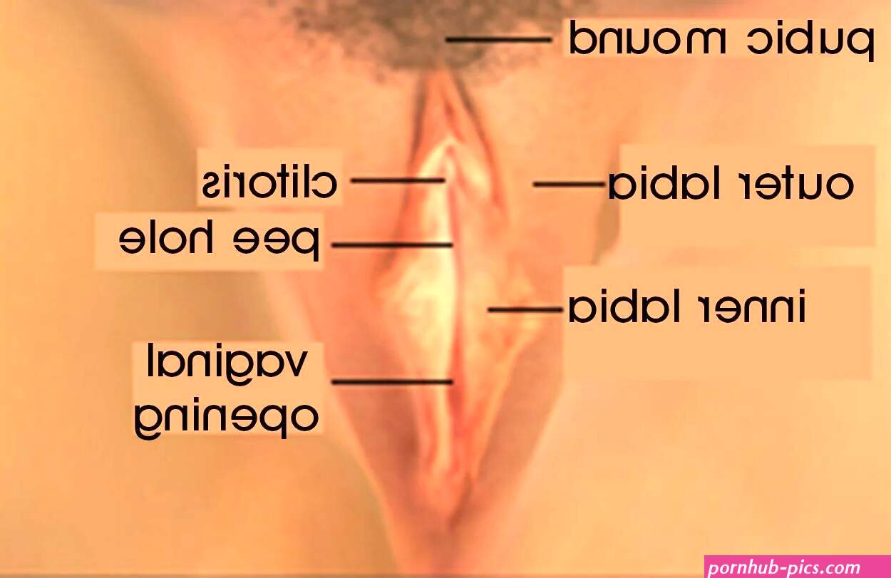 What is the vagina?