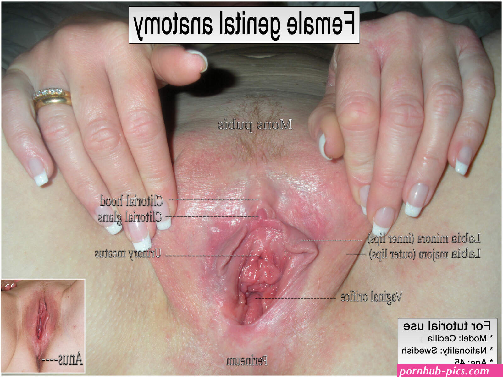 File:Female vaginal anatomy.jpg