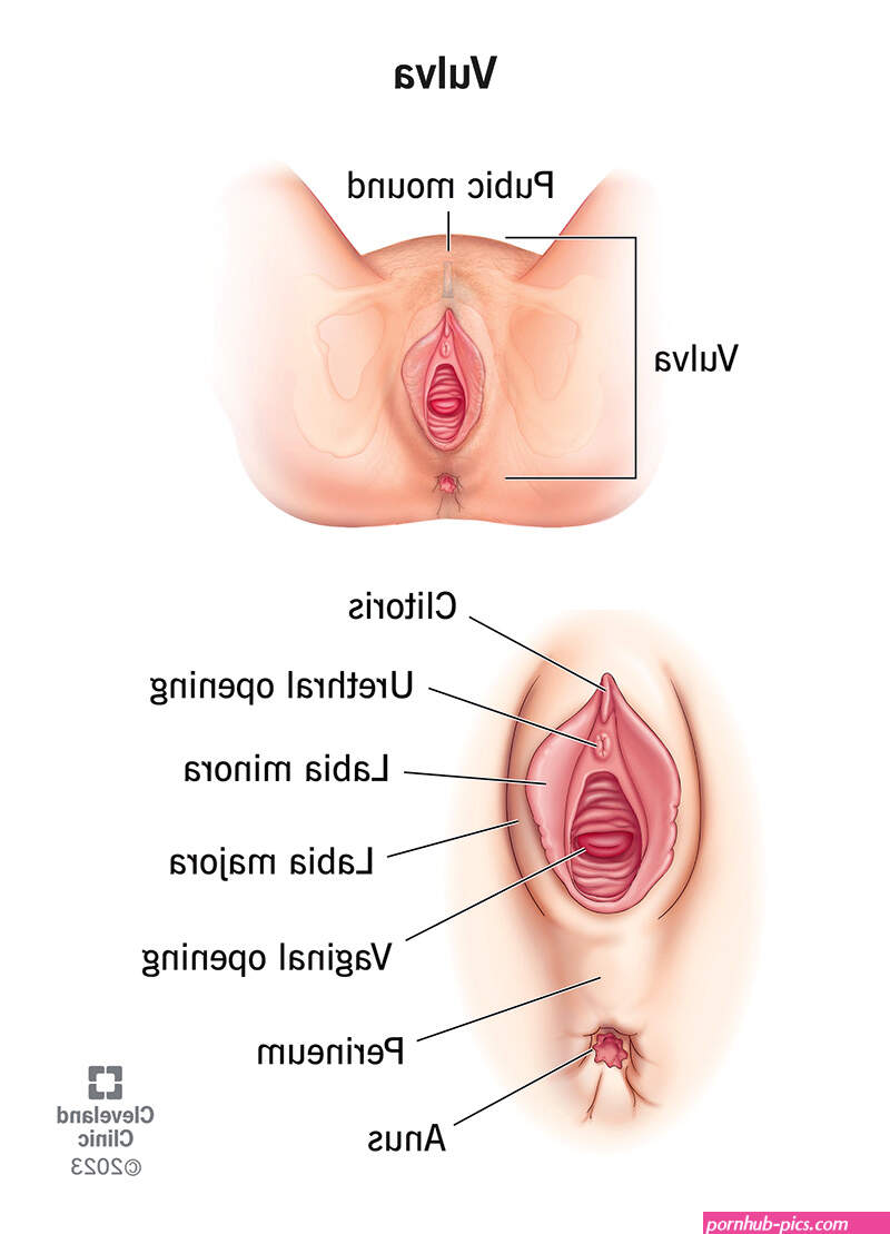 Vulva: Location Anatomy Function Conditions Care
