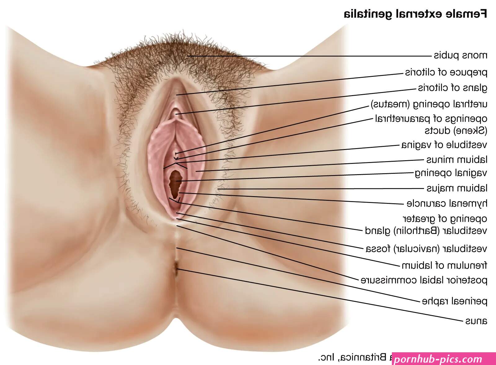 Vagina