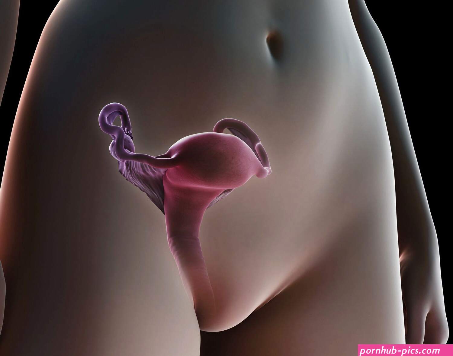 Anatomy and Function of the Vagina
