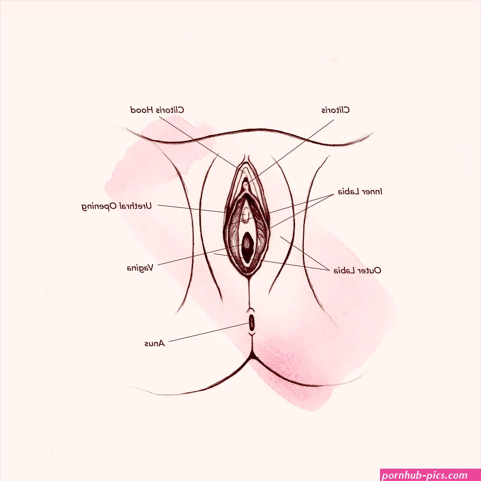 Vagina Diagram Anatomy: Everything You Need To Know