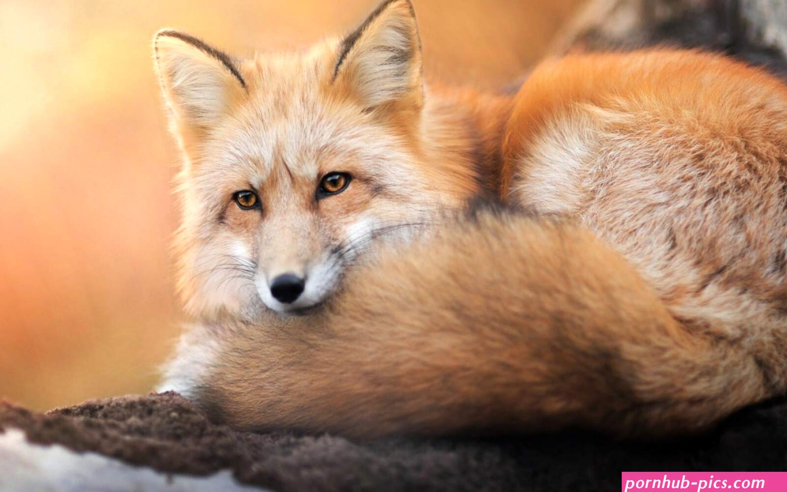 Fox Wallpapers Pictures Images