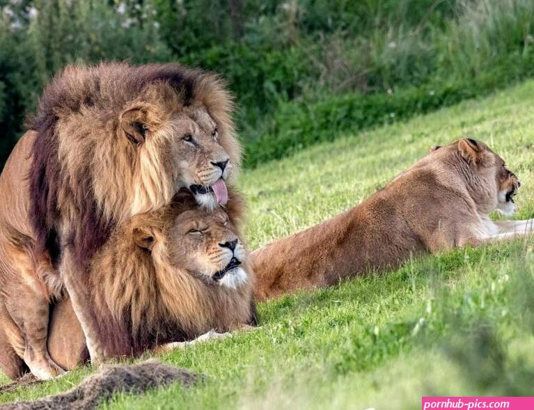 Breaking: Lion King 2019 will contain a graphic gay sex scene between two male lions from sunny lion xxxx videow 420 waptrick comhuti larkio sala sex vedyo 3gp xxx video school girl