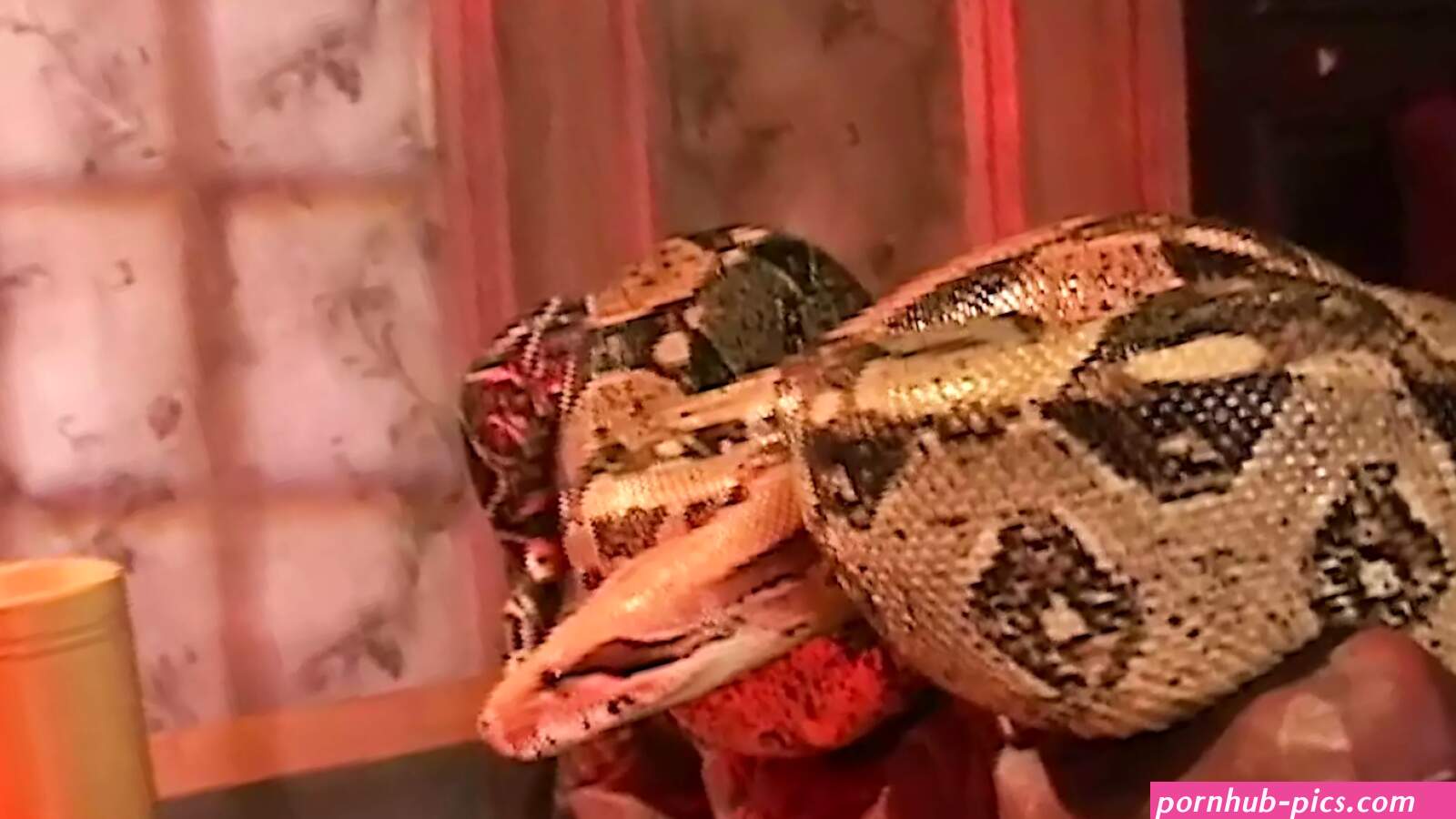 Free Snake Porn Videos