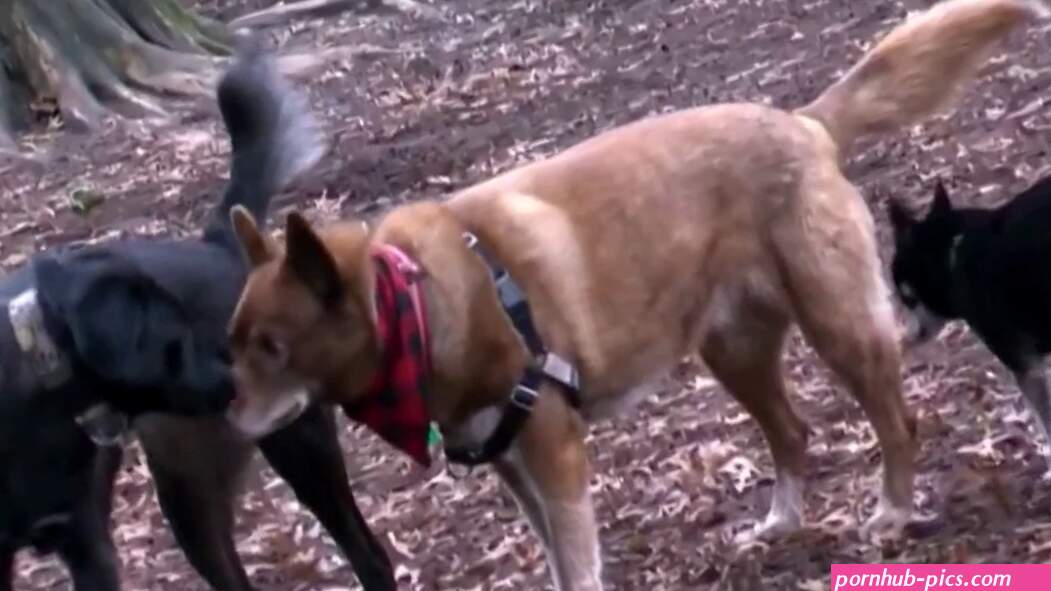 Dogsexxxx