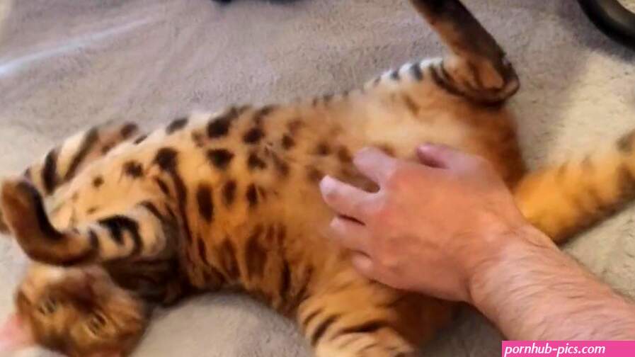 Furry pussy have pleasant fur on their bellies. Please comment if you want to pet her.
