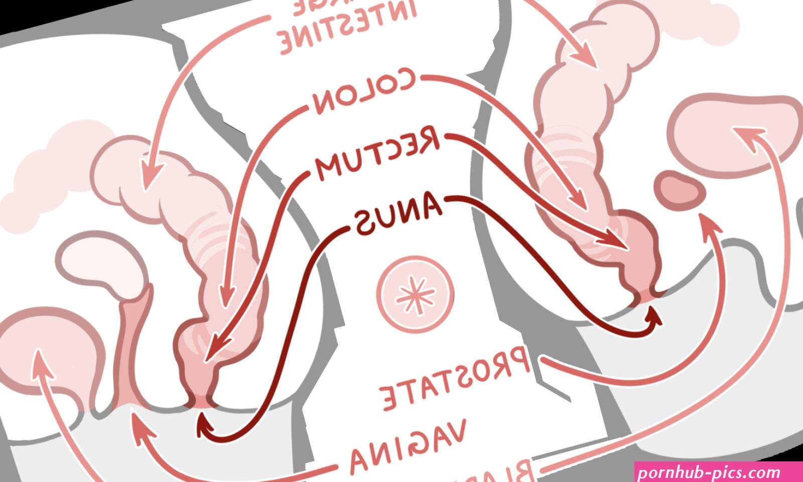 An In-Depth Guide to Anal Training Stretching Gaping