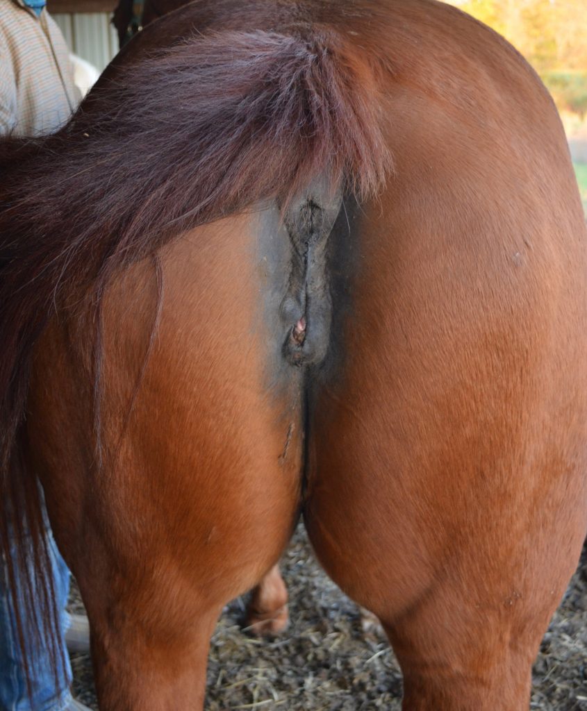 Dealing with endometritis