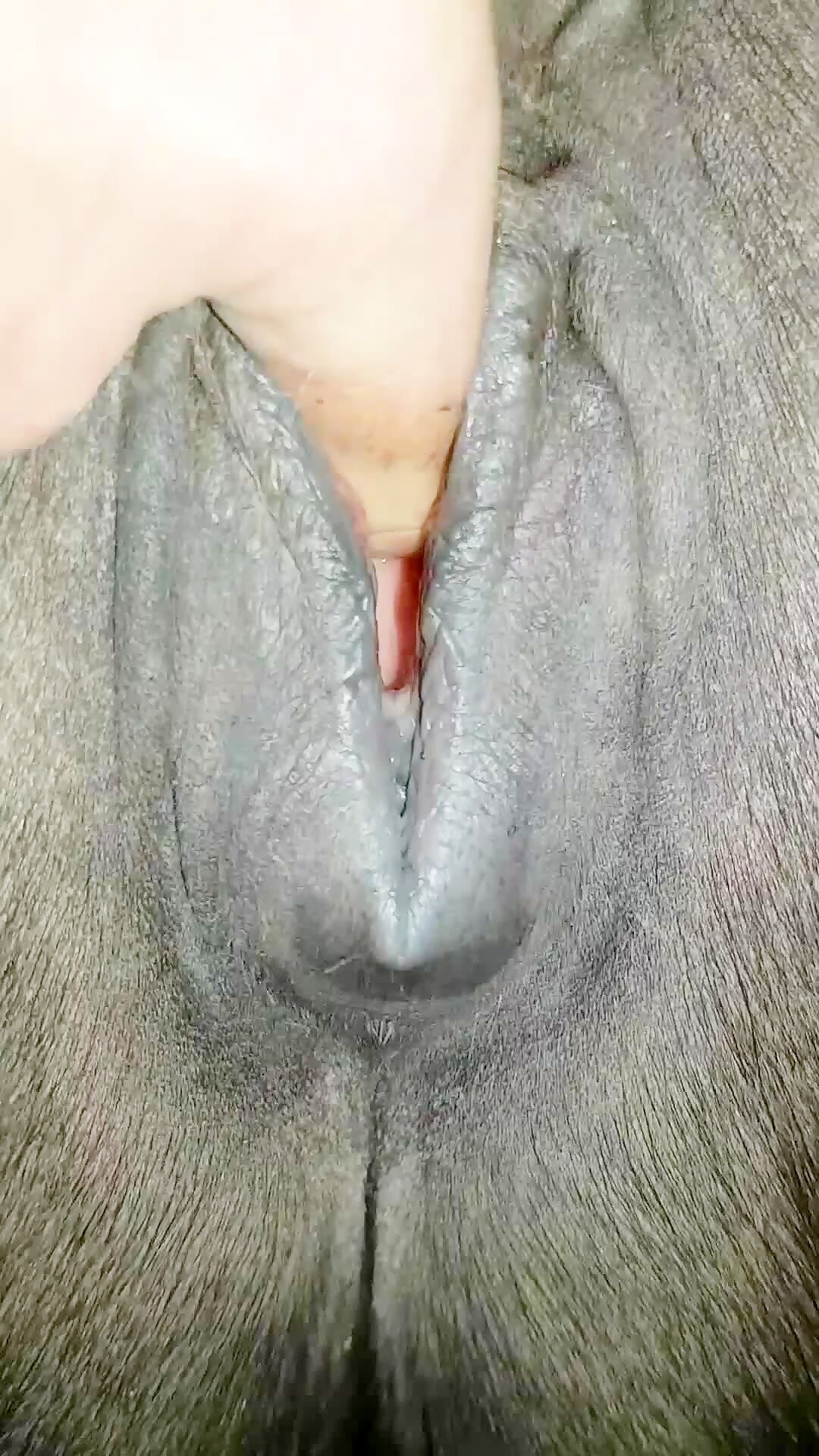 Wet mare pussy