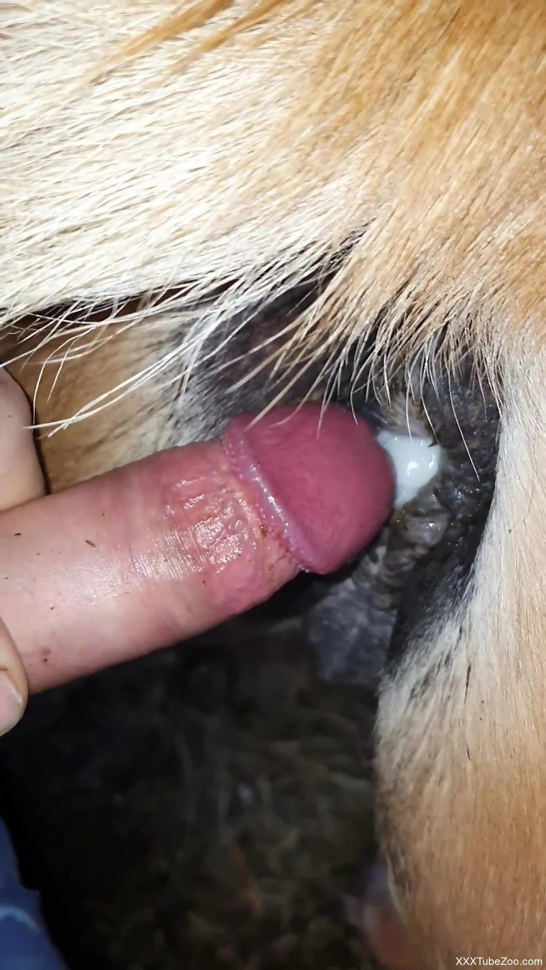 Perfect mare pussy gets pumped full of fresh semen