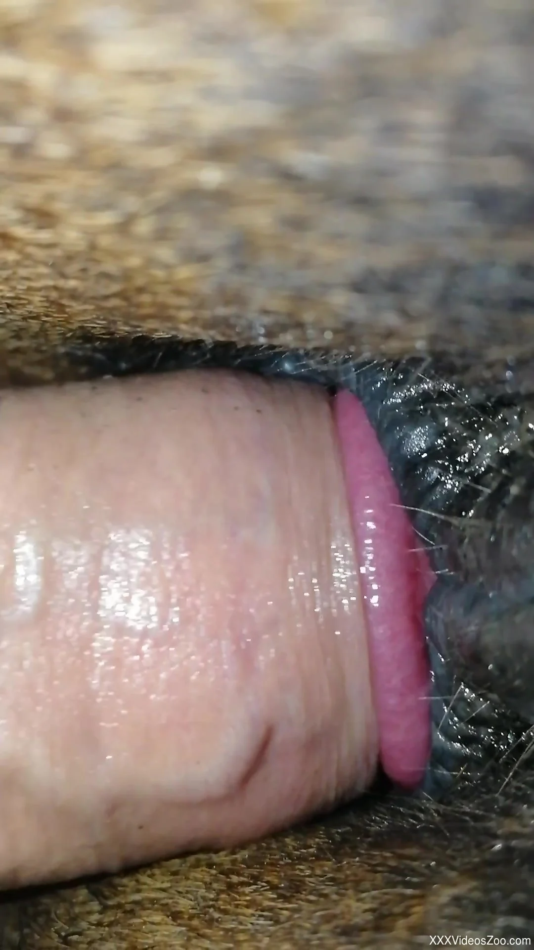 Closeup mare pussy domination with a hung stud