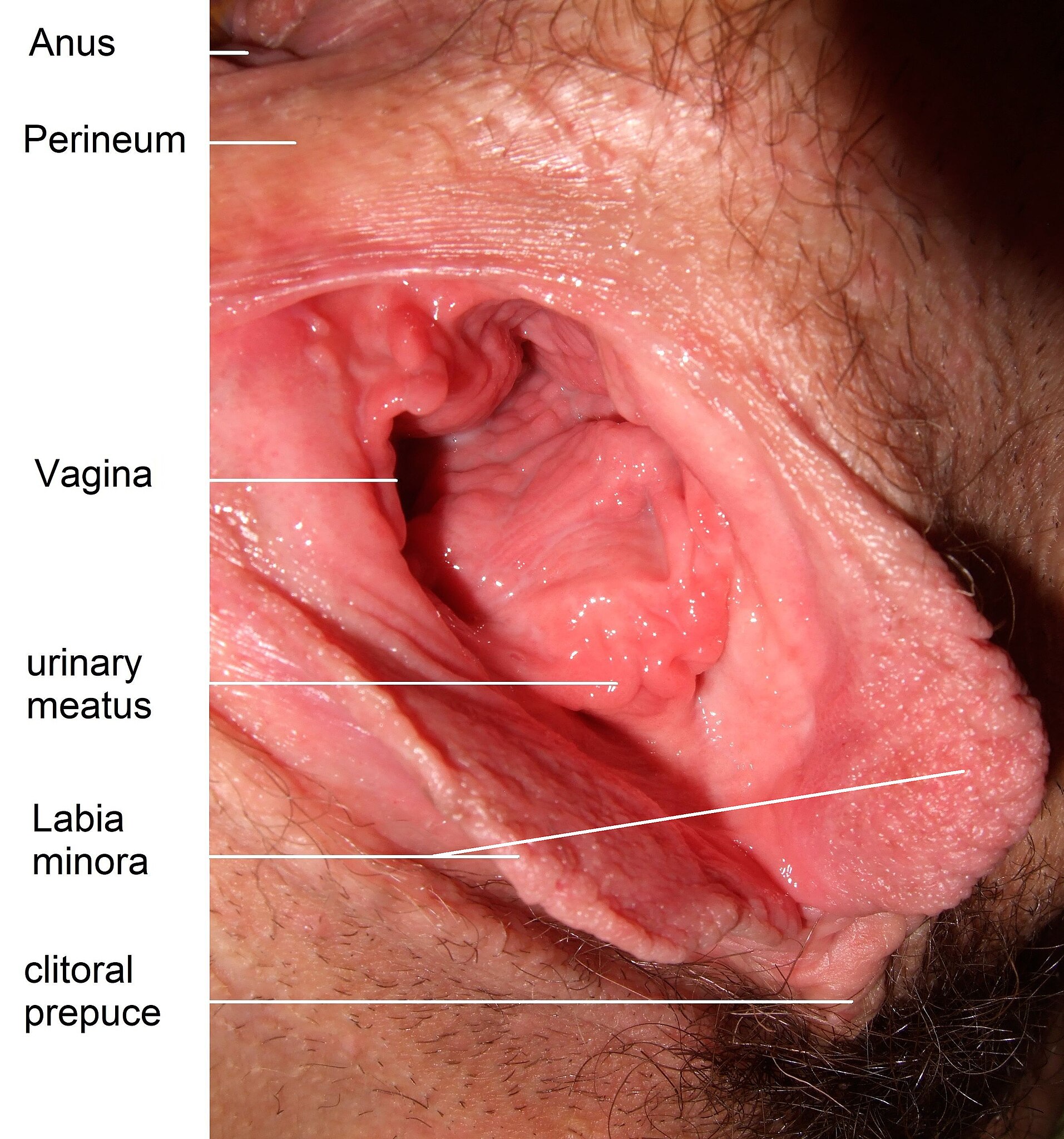 File:Inside vagina 1.jpg
