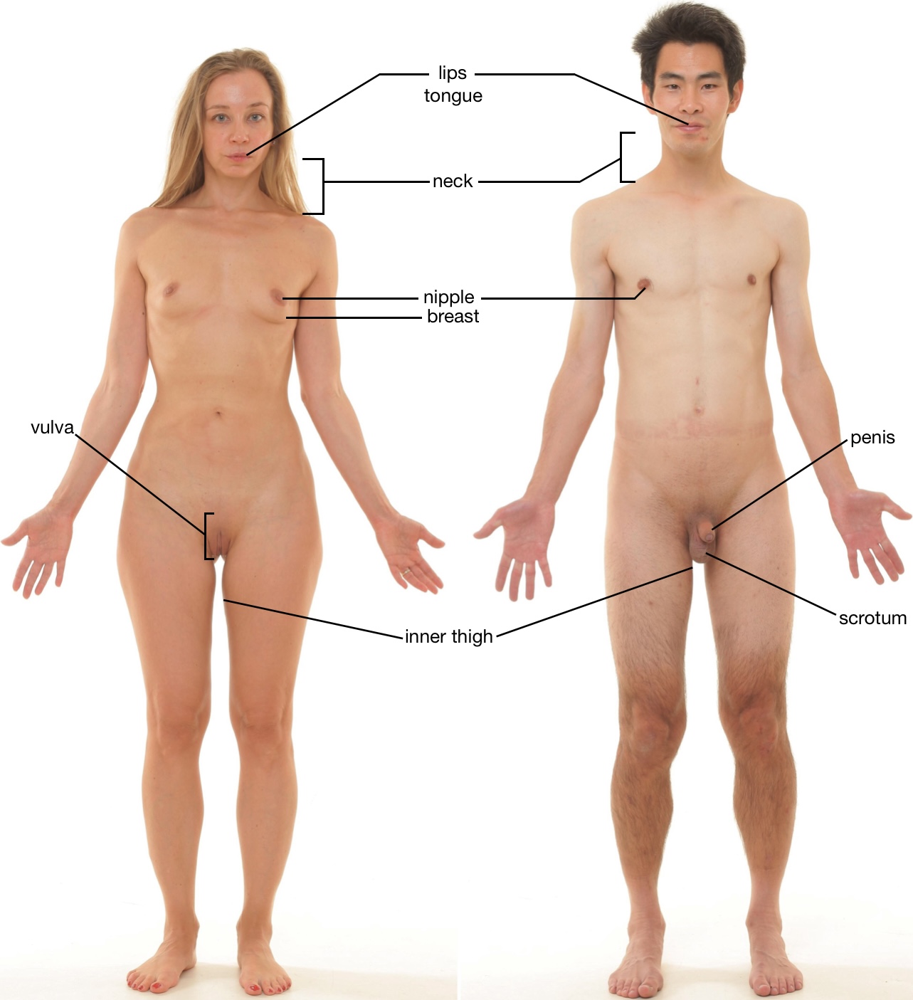 Erogenous zone