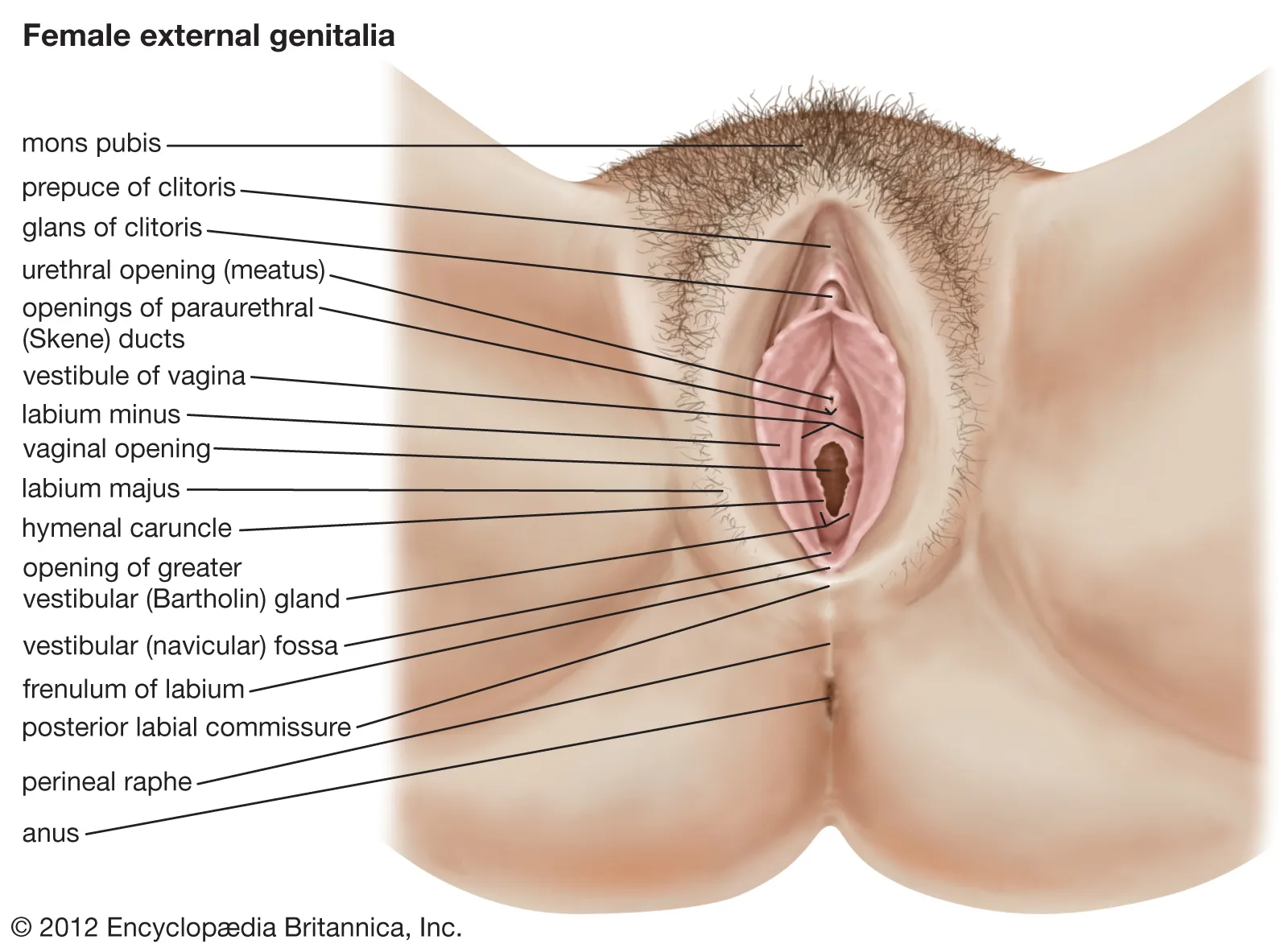 Labia minora