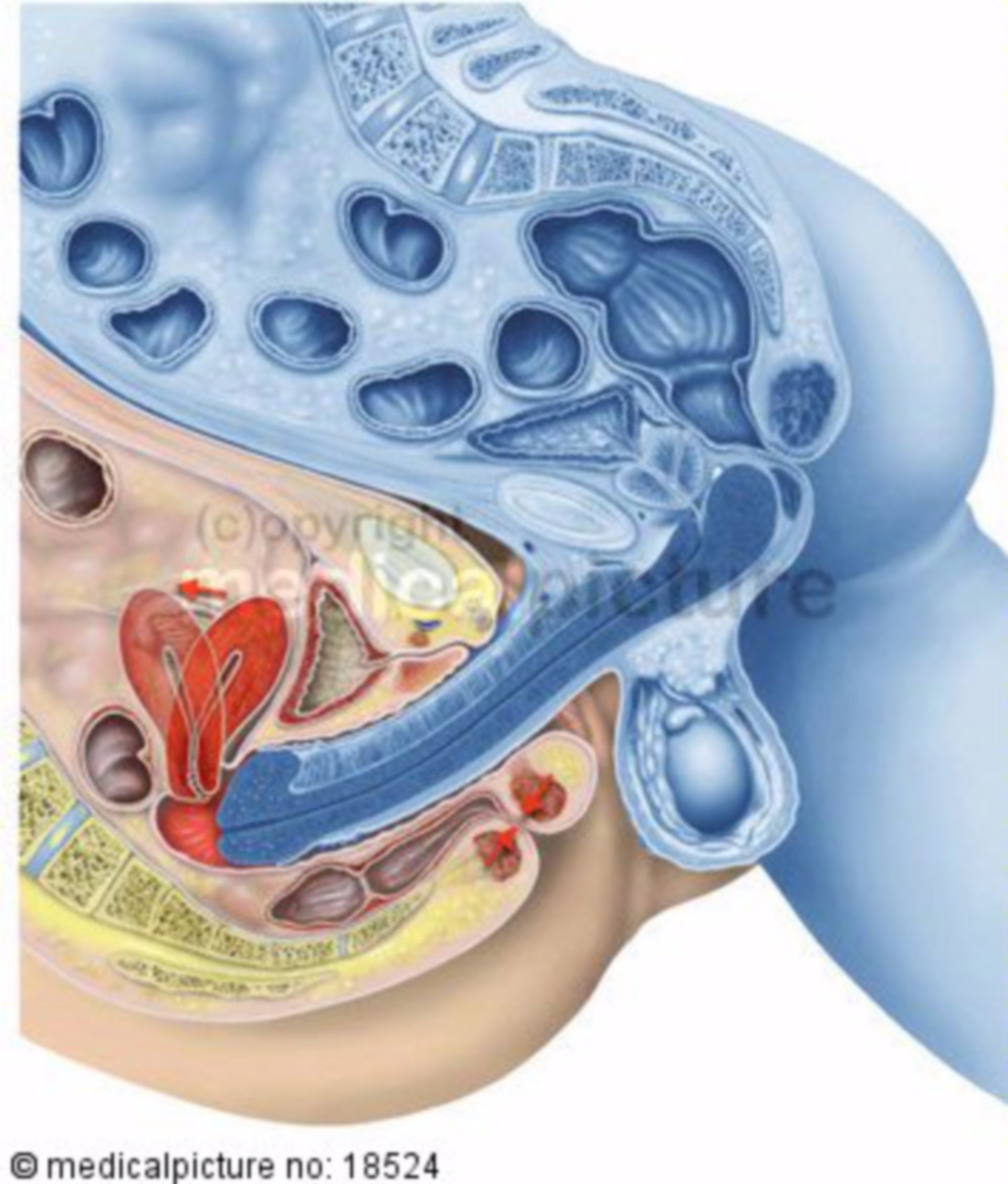 Sagittal section during intercourse 2